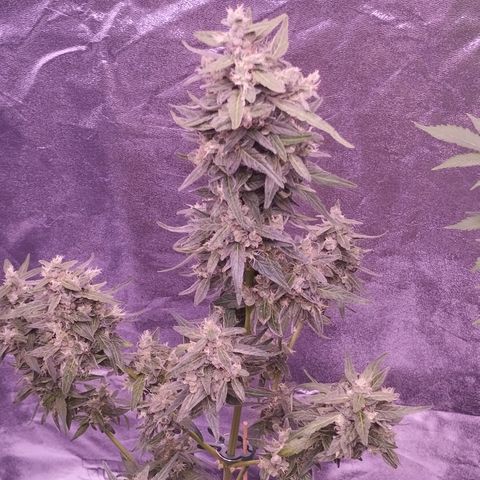 Royal Jack Automatic growlog timeline photo