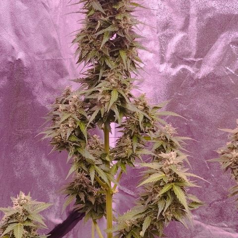 Fat Banana growlog timeline photo