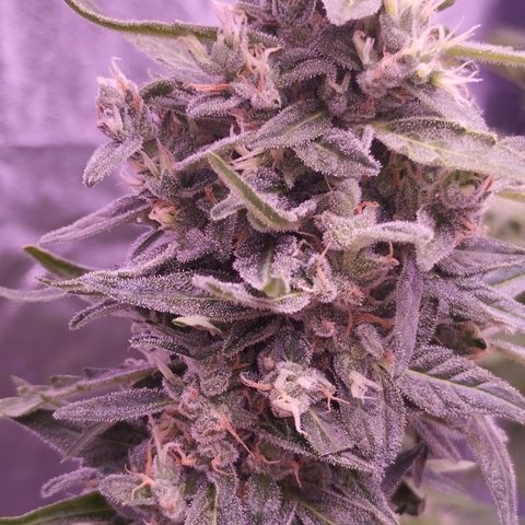 Royal Jack Automatic growlog timeline photo
