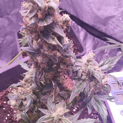 BONSAI KÄSE growlog timeline photo