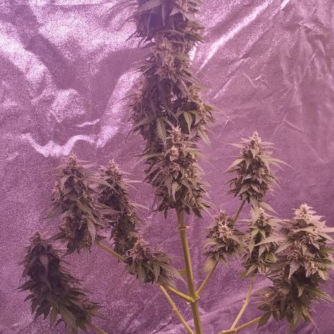Fat Banana growlog timeline photo