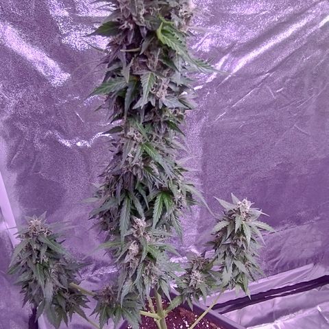Fat Banana growlog timeline photo