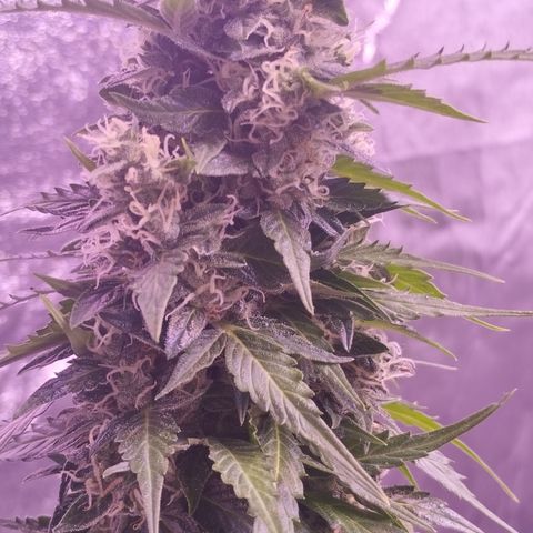 Fat Banana growlog timeline photo