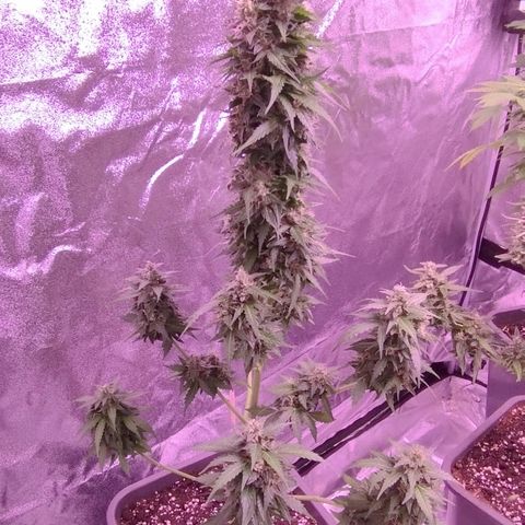 Fat Banana growlog timeline photo