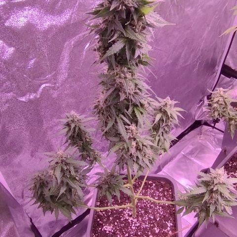 Fat Banana growlog timeline photo