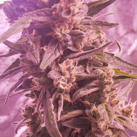 Royal Jack Automatic growlog timeline photo