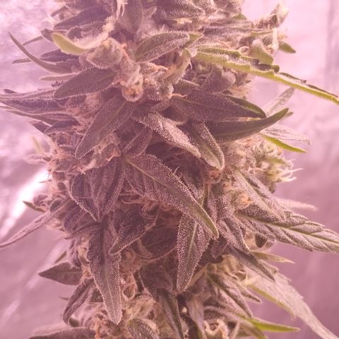 Royal Jack Automatic growlog timeline photo