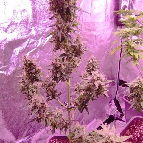 Royal Jack Automatic growlog timeline photo
