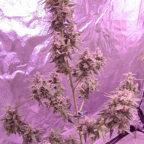 Royal Jack Automatic growlog timeline photo