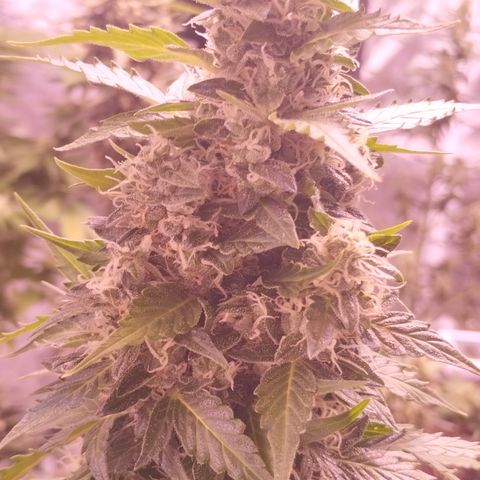 Fat Banana growlog timeline photo