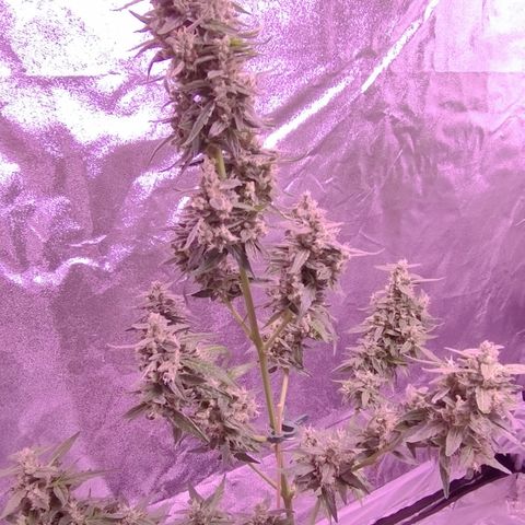 Royal Jack Automatic growlog timeline photo
