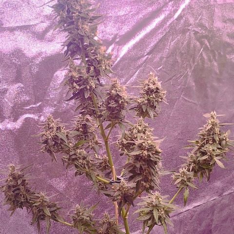 Royal Jack Automatic growlog timeline photo