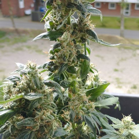 BONSAI KÄSE growlog timeline photo