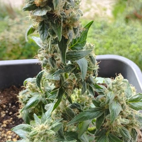 BONSAI KÄSE growlog timeline photo