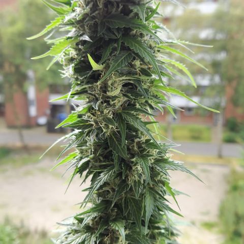Fat Banana growlog timeline photo
