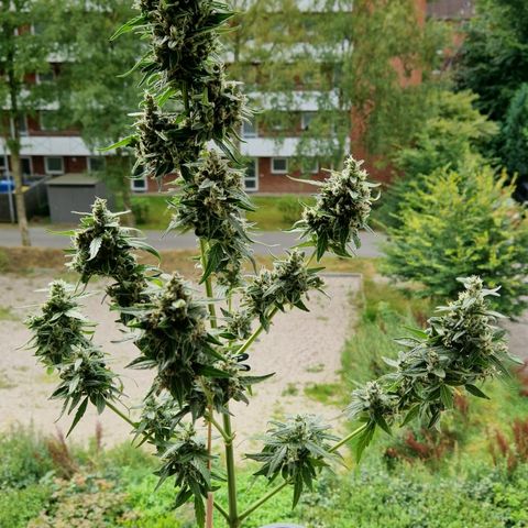 Fat Banana growlog timeline photo
