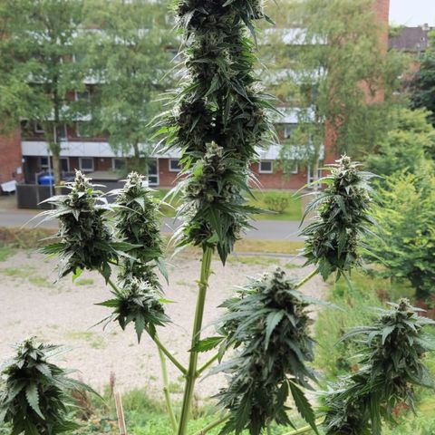 Fat Banana growlog timeline photo