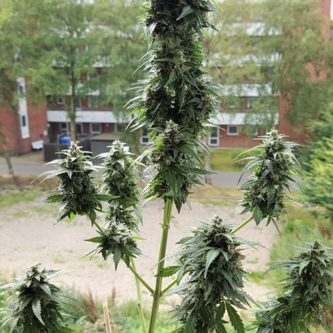 Fat Banana growlog timeline photo