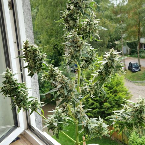 Royal Jack Automatic growlog timeline photo