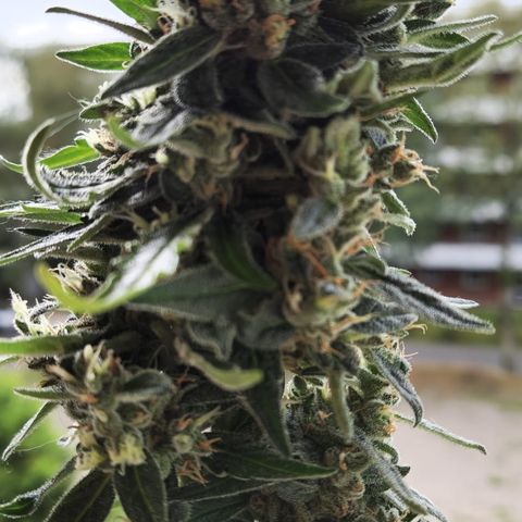 Royal Jack Automatic growlog timeline photo