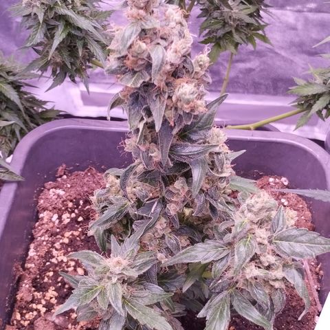 BONSAI KÄSE growlog timeline photo