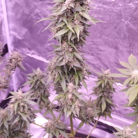 Fat Banana growlog timeline photo