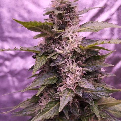 Fat Banana growlog timeline photo