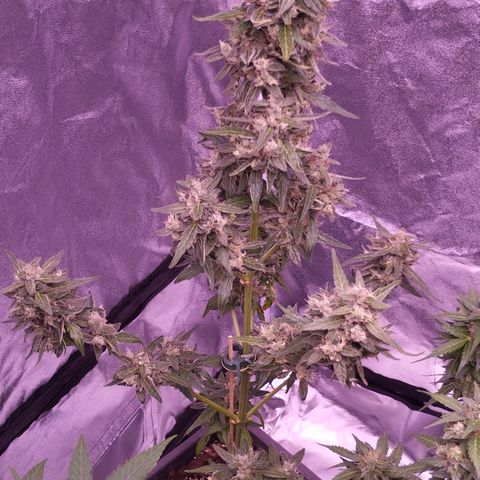 Royal Jack Automatic growlog timeline photo