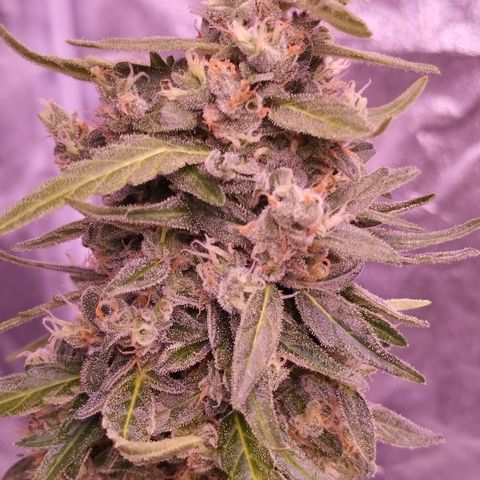 Royal Jack Automatic growlog timeline photo
