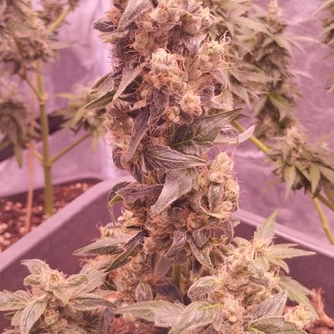 BONSAI KÄSE growlog photo: Die Ungeduld wächst aber es lohnt sich zu warten