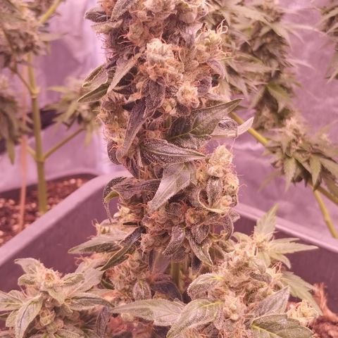 BONSAI KÄSE growlog photo: Die Ungeduld wächst aber es lohnt sich zu warten