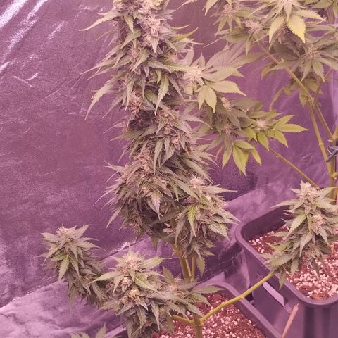 Fat Banana growlog timeline photo