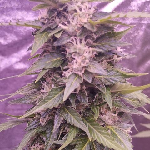 Fat Banana growlog timeline photo