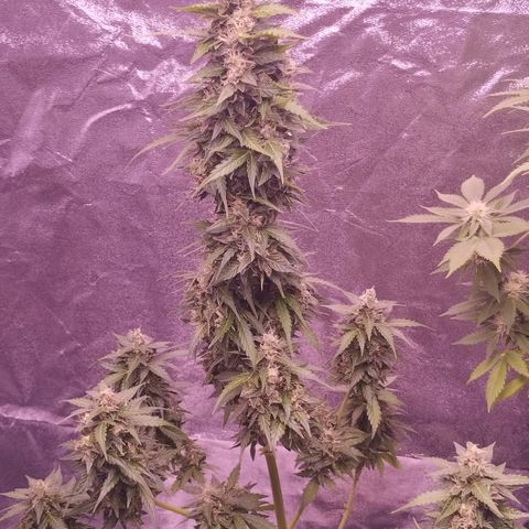 Fat Banana growlog timeline photo