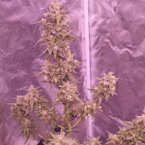 Royal Jack Automatic growlog timeline photo