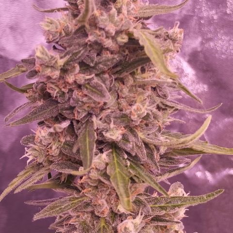 Royal Jack Automatic growlog timeline photo