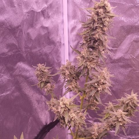 Royal Jack Automatic growlog timeline photo