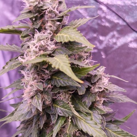 Fat Banana growlog timeline photo