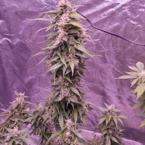 Fat Banana growlog timeline photo
