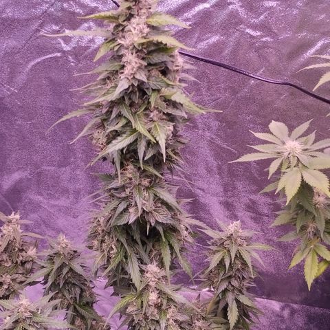 Fat Banana growlog timeline photo