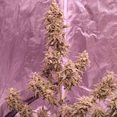 Royal Jack Automatic growlog timeline photo
