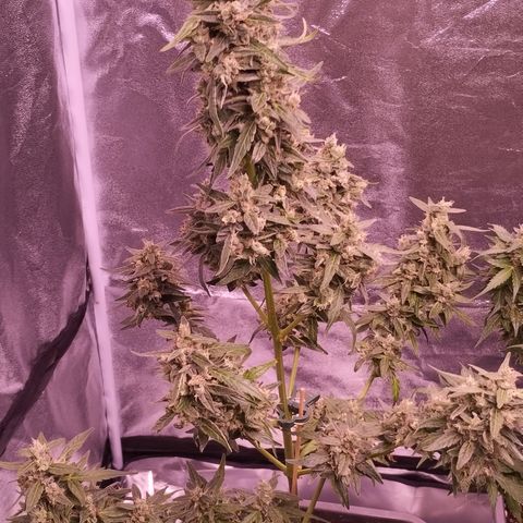 Royal Jack Automatic growlog timeline photo