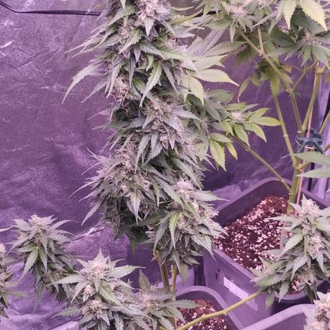 Fat Banana growlog timeline photo