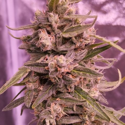 Royal Jack Automatic growlog timeline photo