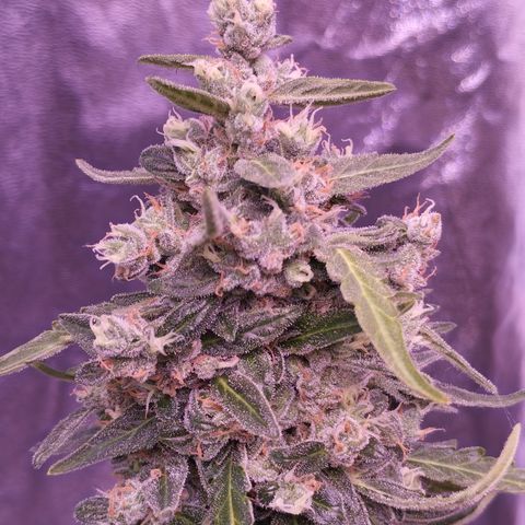 Royal Jack Automatic growlog timeline photo