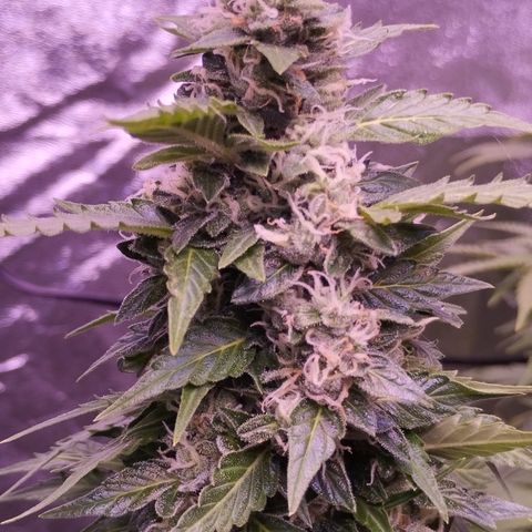 Fat Banana growlog timeline photo