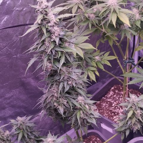 Fat Banana growlog timeline photo