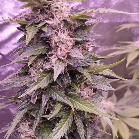 Fat Banana growlog timeline photo