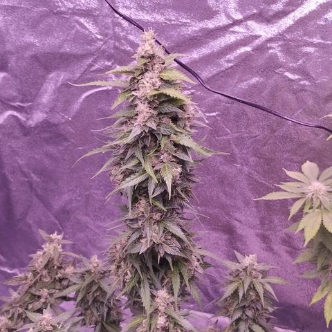 Fat Banana growlog timeline photo