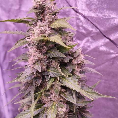 Fat Banana growlog timeline photo